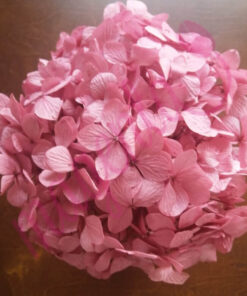 Hortensias deshidratadas - Image 5