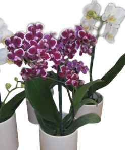 Orquídea Mini
