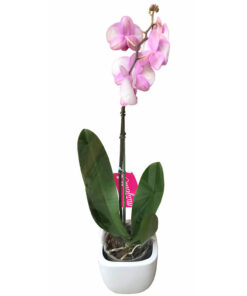 Orquídea Elegance