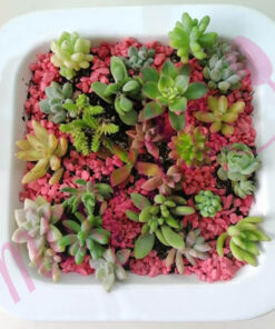 Terrario en plato